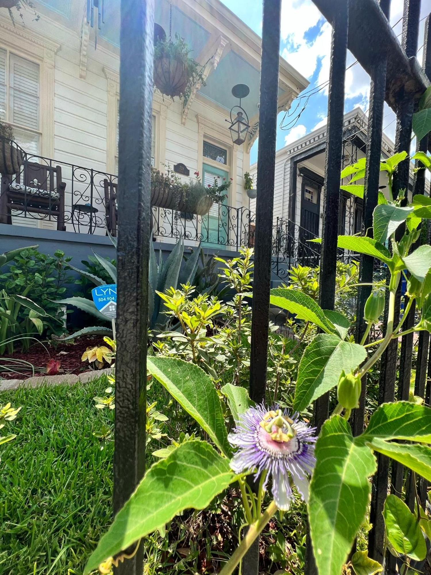 Luxury Historic Shotgun Home In Lower Garden District ニューオーリンズ エクステリア 写真